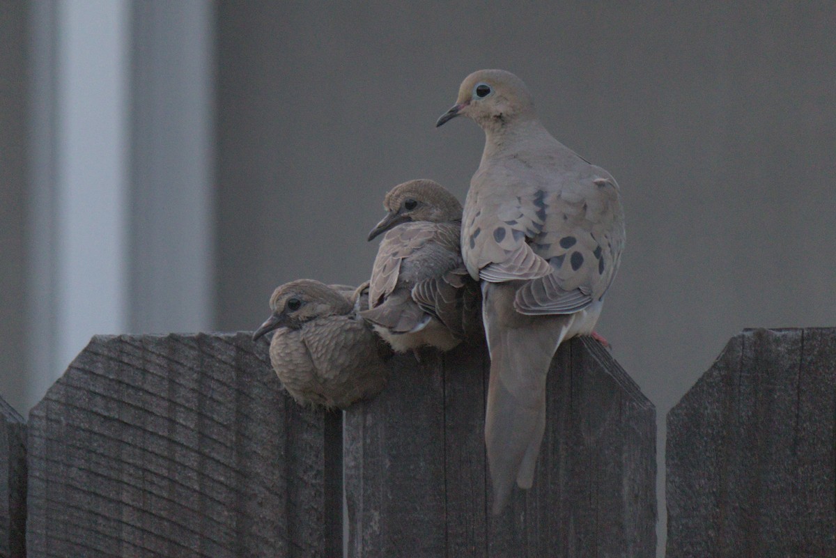Mourning Dove - ML636849395