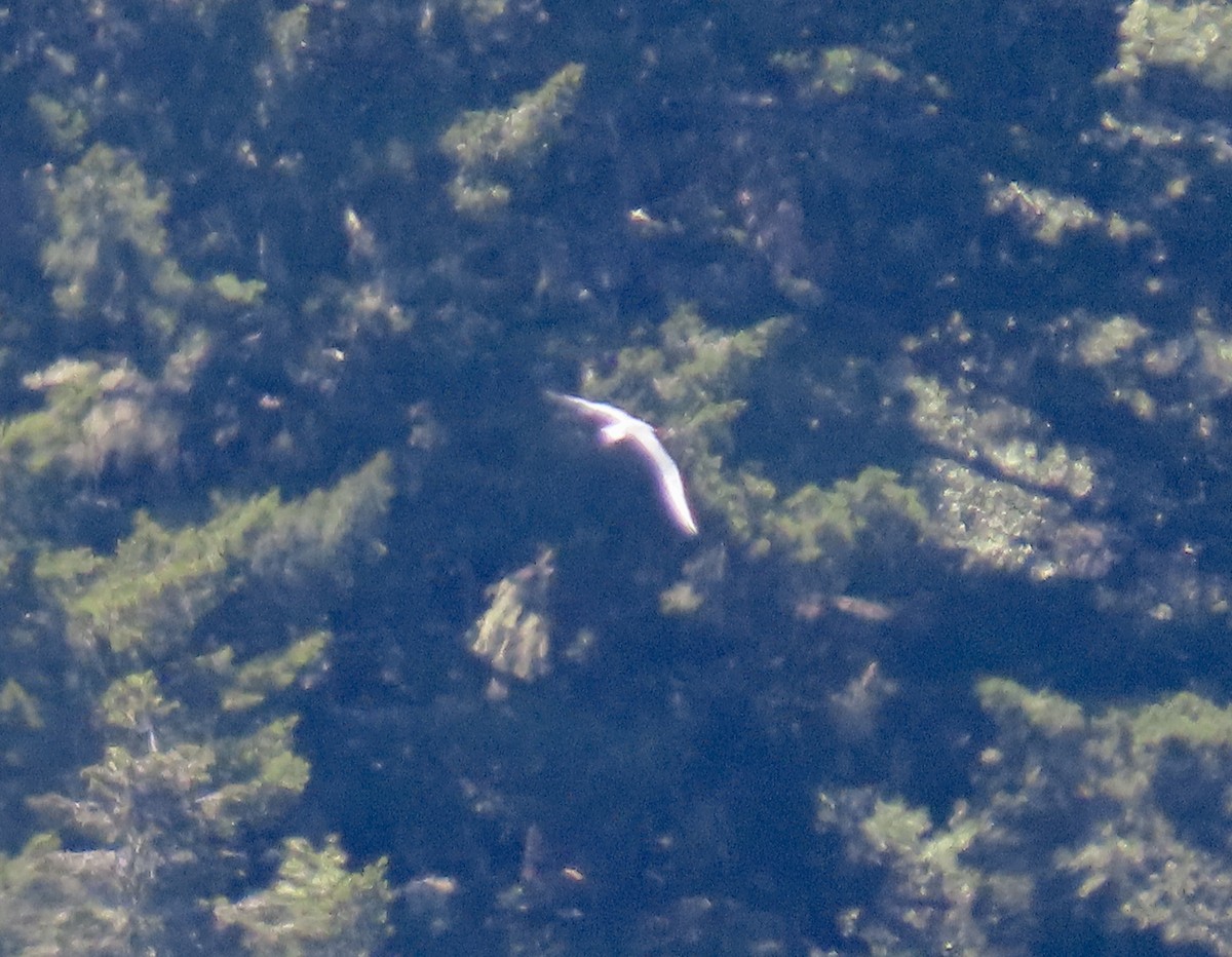 rovterne - ML636849398