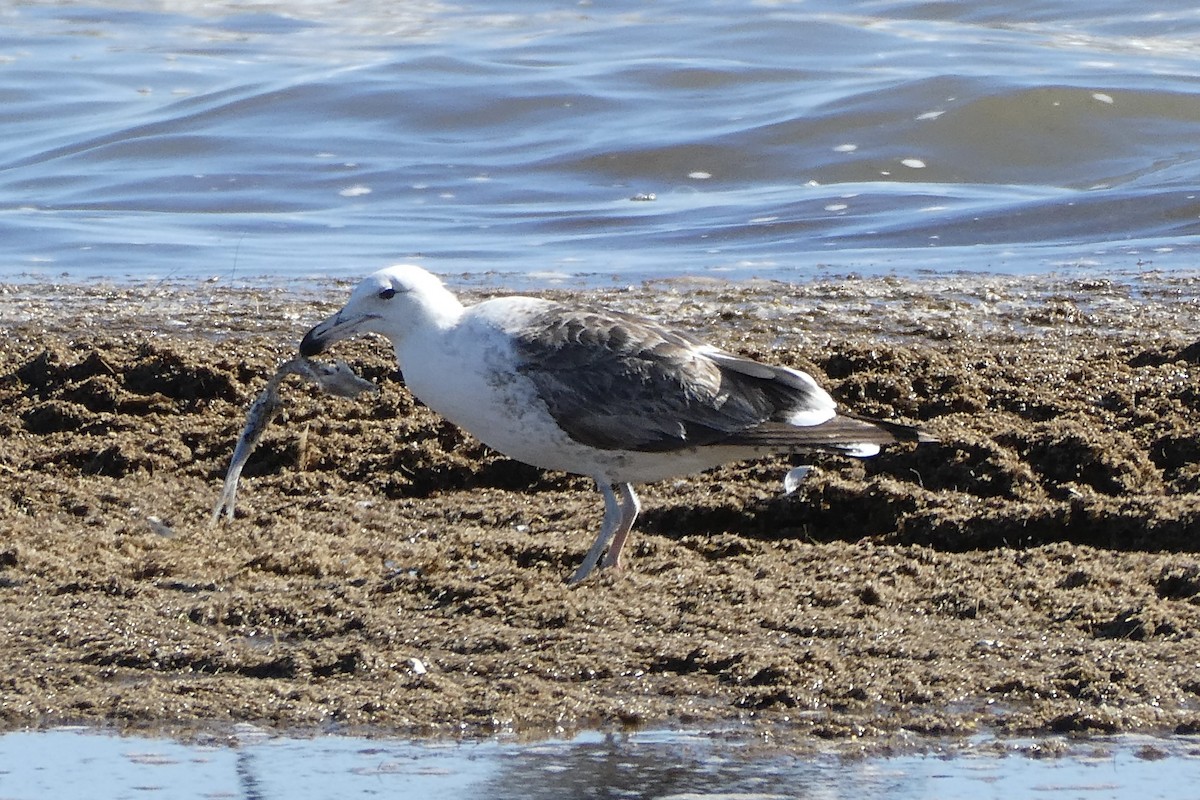 Kelp Gull - ML636849435