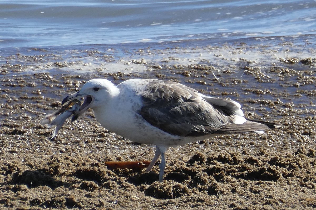 Kelp Gull - ML636849441