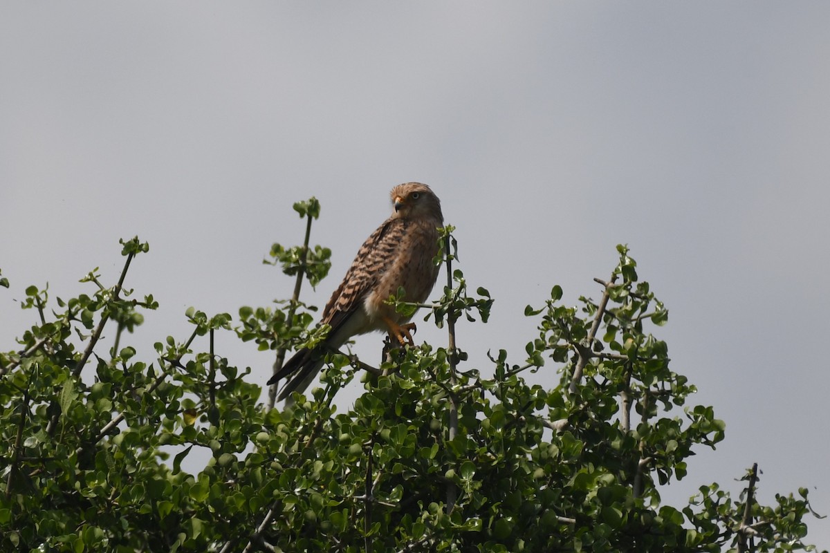 Greater Kestrel - ML636849512