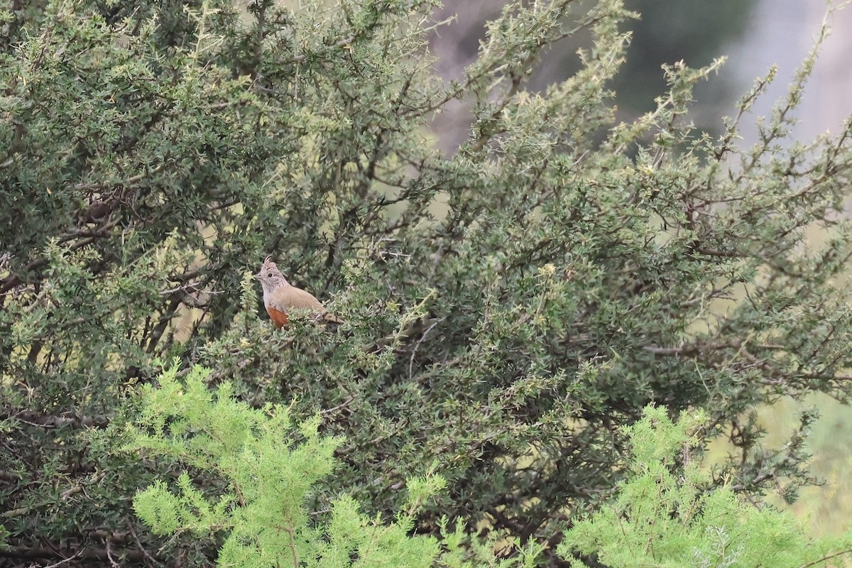 Crested Gallito - ML636849558