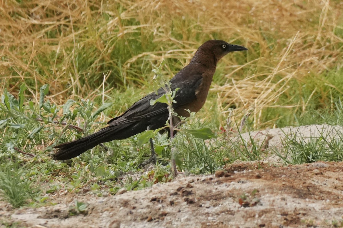 Great-tailed Grackle - ML636849629