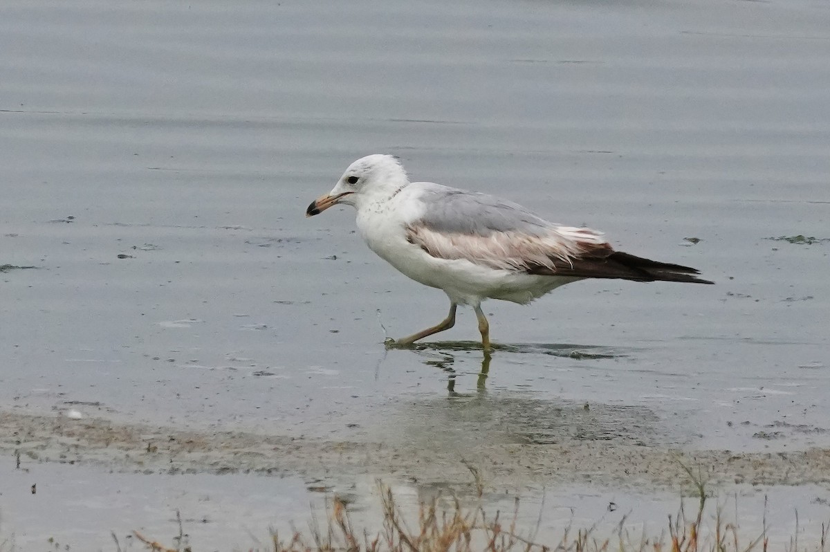 Ring-billed Gull - ML636849720