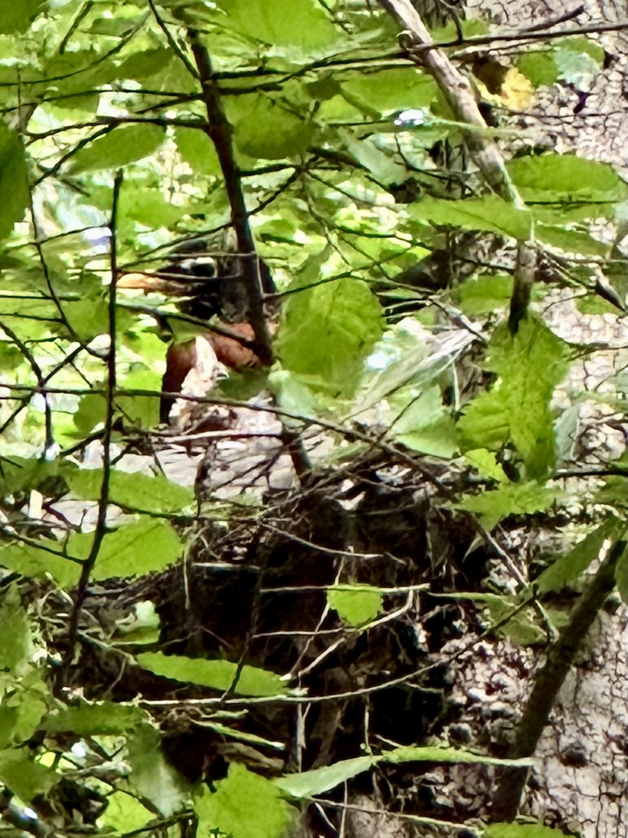 American Robin - ML636849848