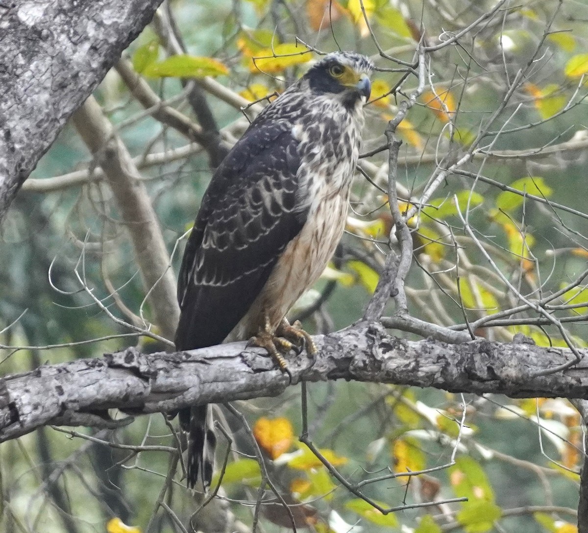 Crested Serpent-Eagle - ML636850002