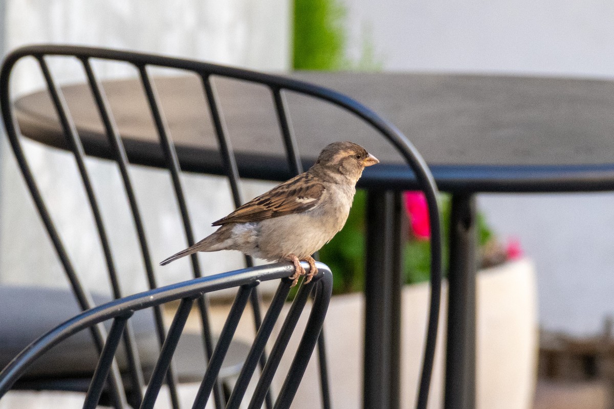 House Sparrow - ML636850014