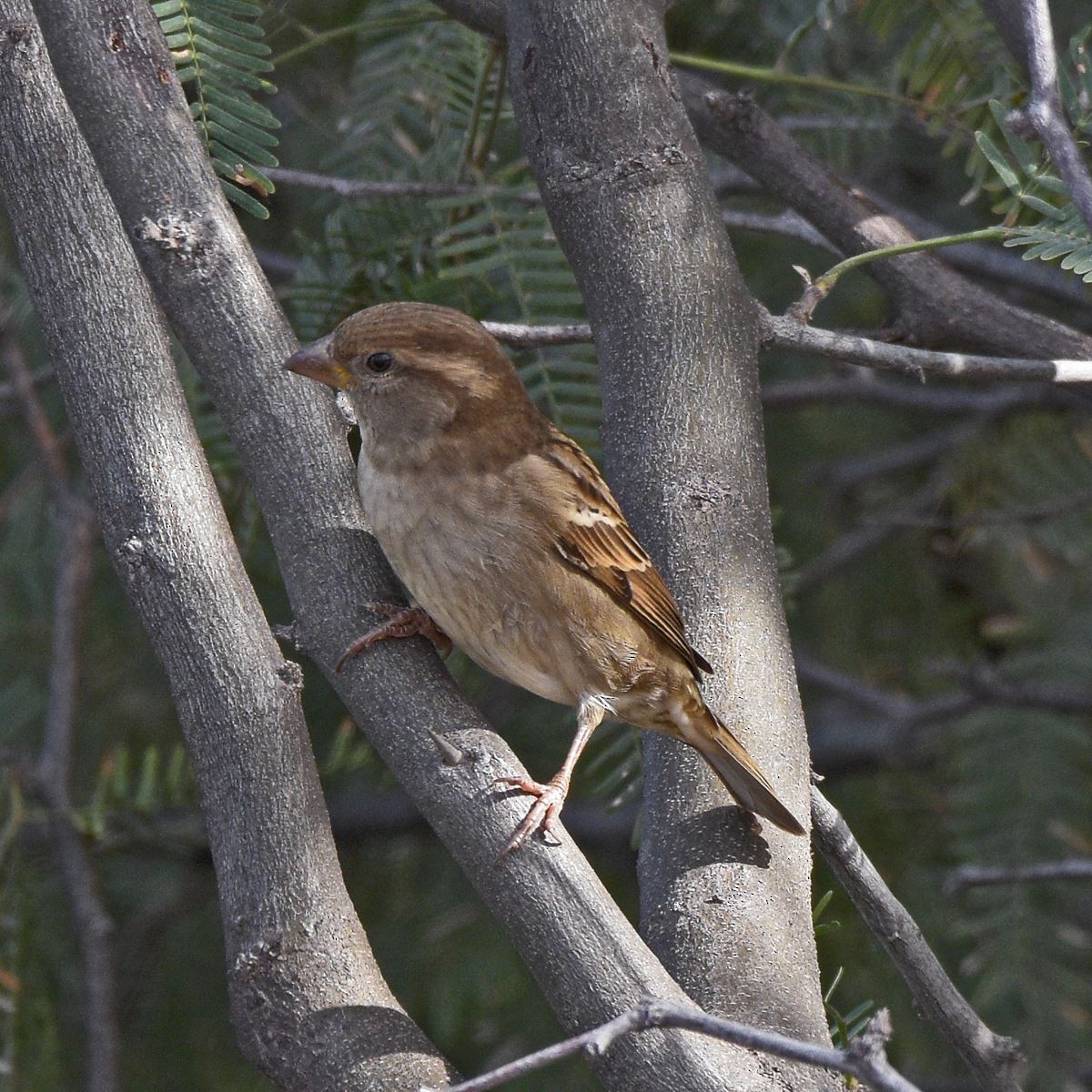 House Sparrow - ML636850050