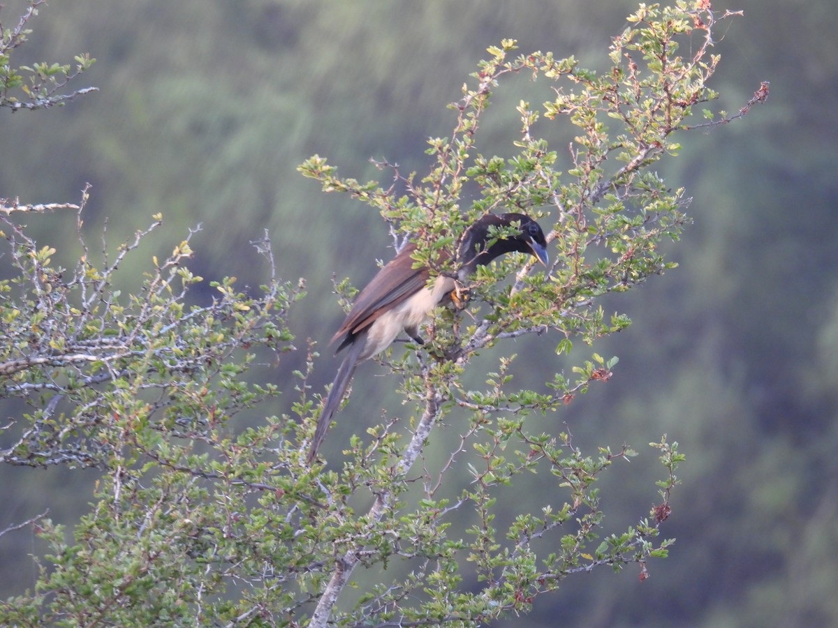 Brown Jay - ML636850083
