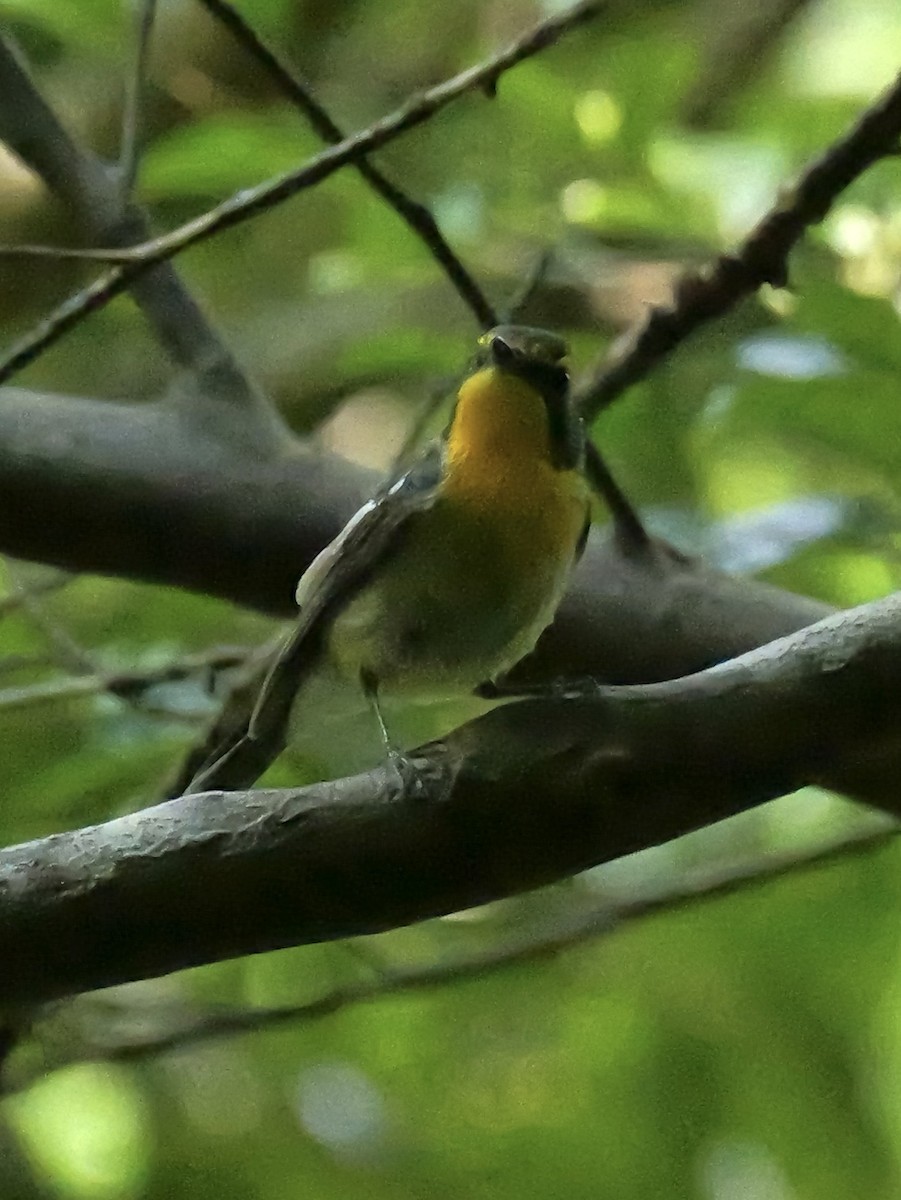 Ryukyu Flycatcher - ML636850101