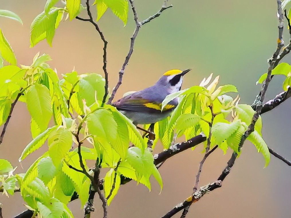 gullvingeparula - ML636850106