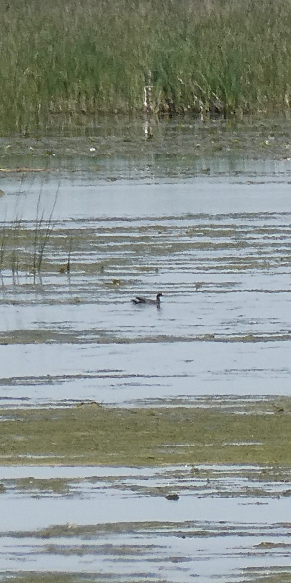 Common Gallinule - ML636850131