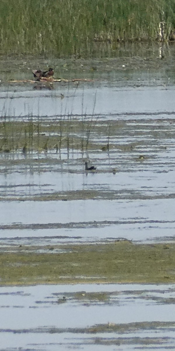 Common Gallinule - ML636850154
