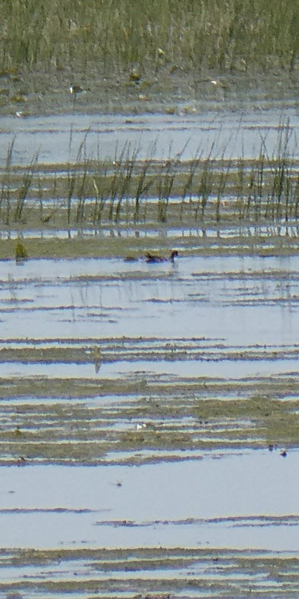 Common Gallinule - ML636850164