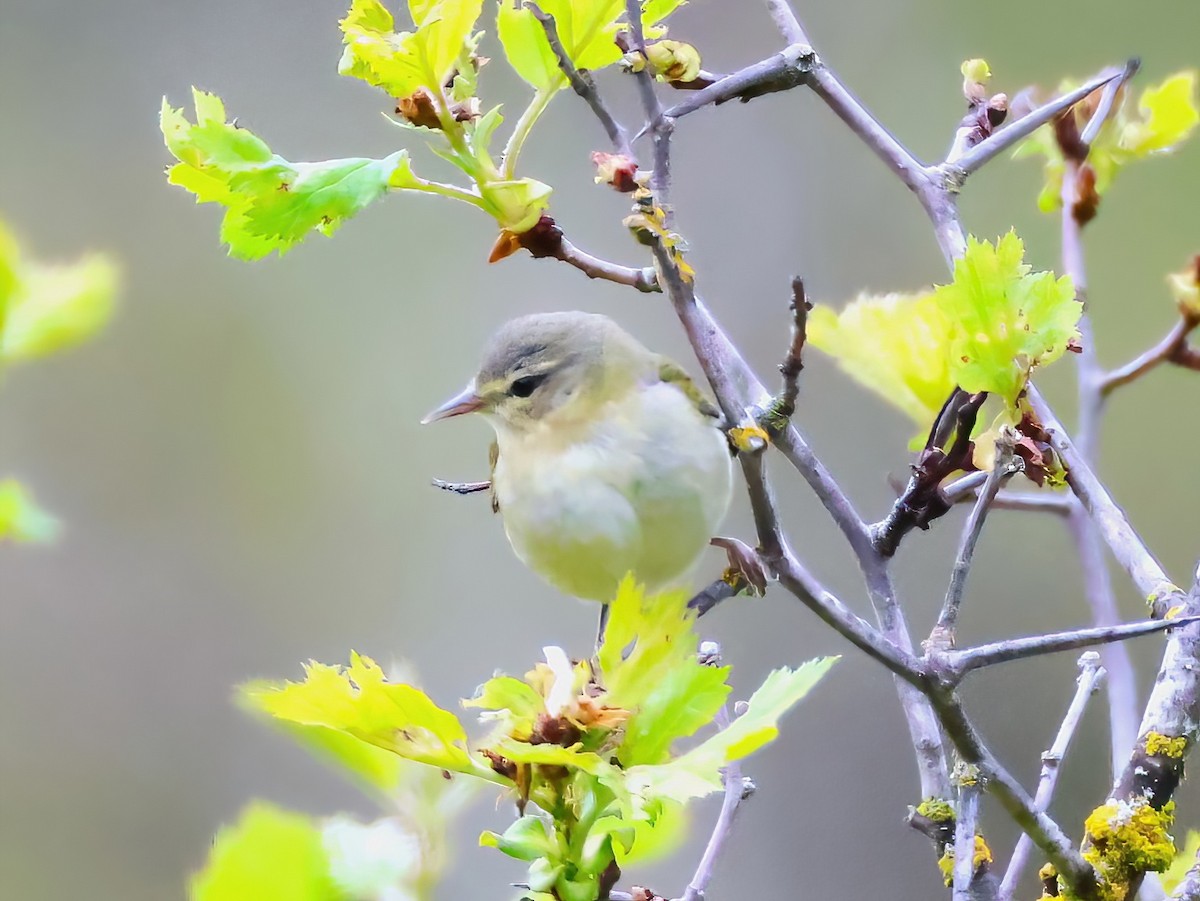 Tennessee Warbler - ML636850189