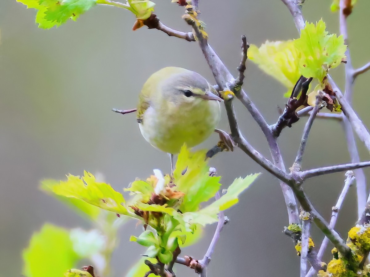 Tennessee Warbler - ML636850190