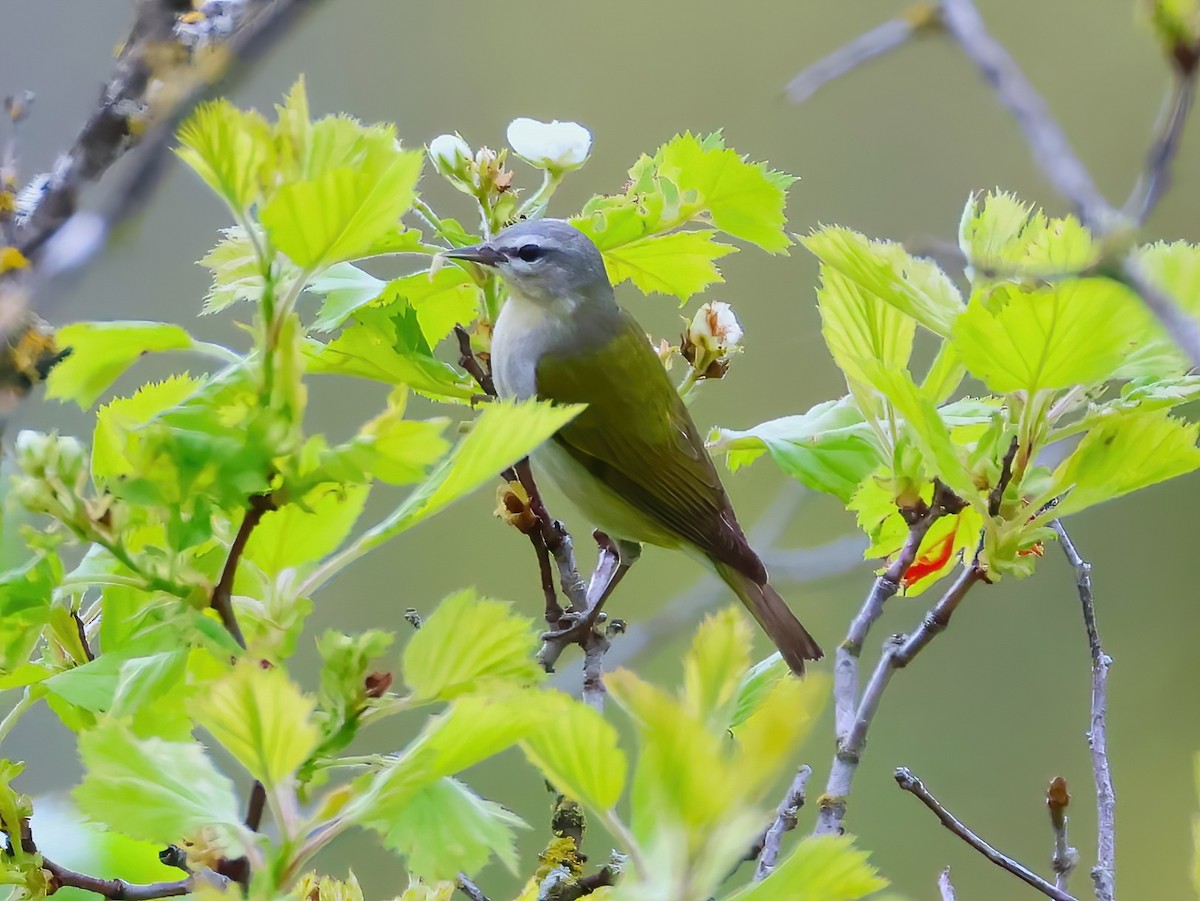 Tennessee Warbler - ML636850191