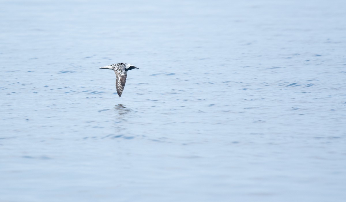 Black-bellied Plover - ML636850248