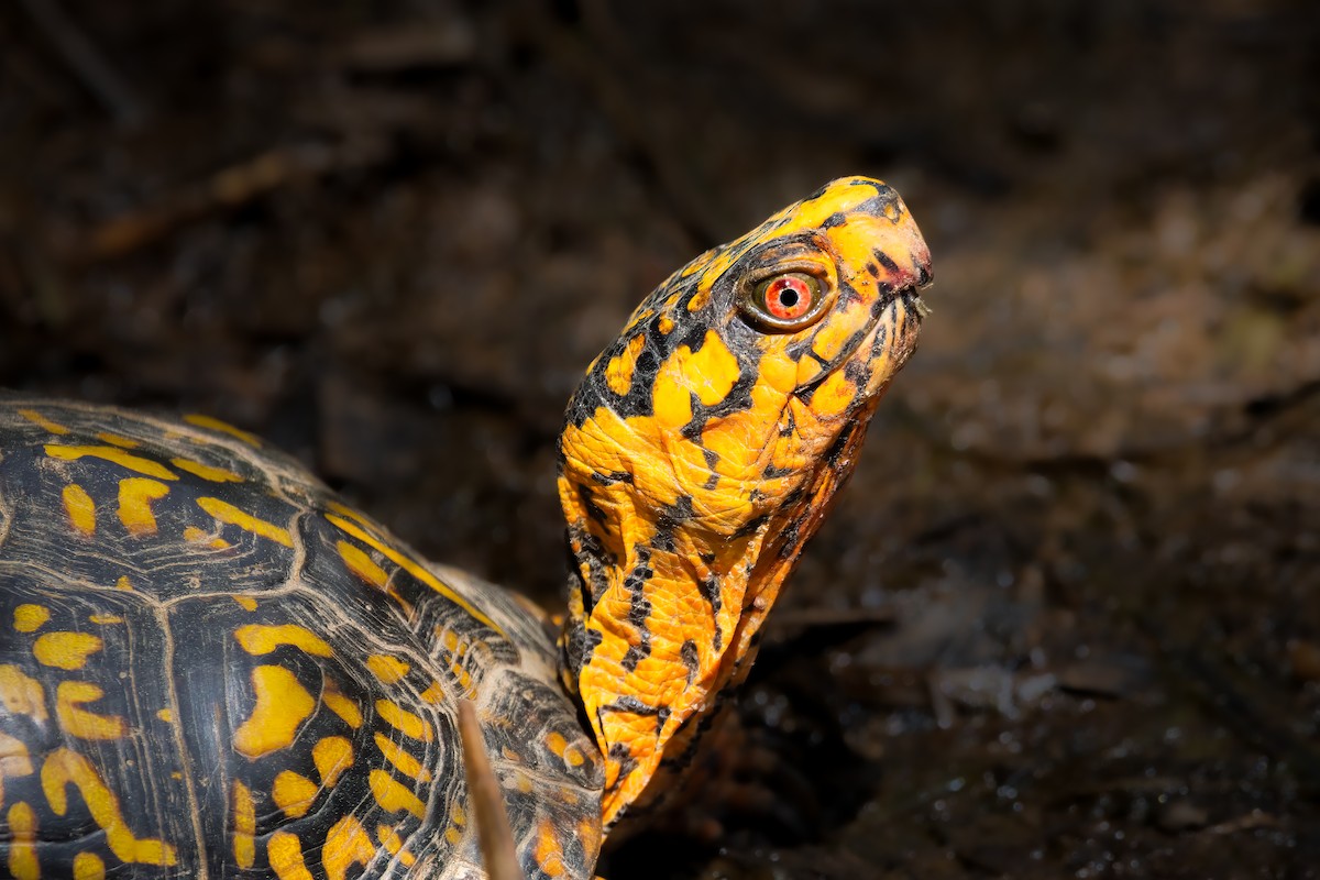 卡羅萊納箱龜 - ML636850251