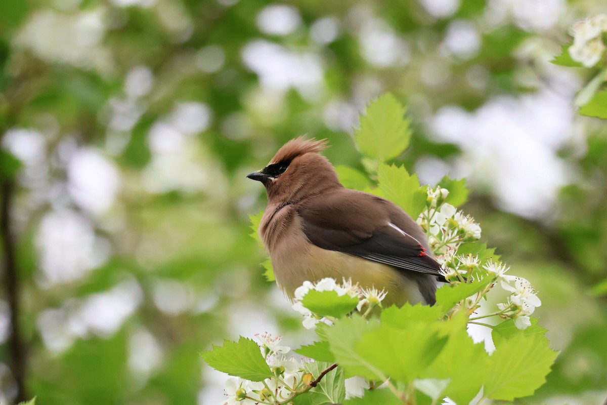 Cedar Waxwing - ML636850252
