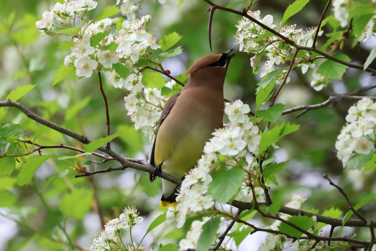Cedar Waxwing - ML636850253