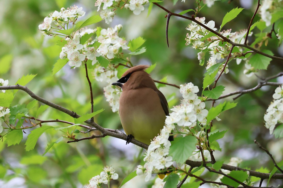 Cedar Waxwing - ML636850254