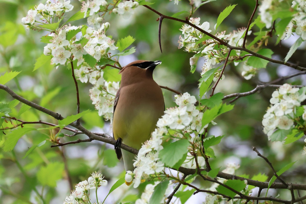 Cedar Waxwing - ML636850255