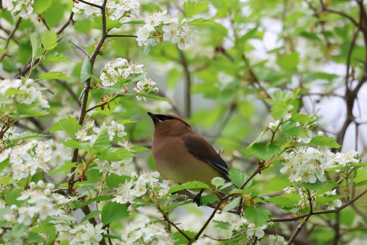 Cedar Waxwing - ML636850256