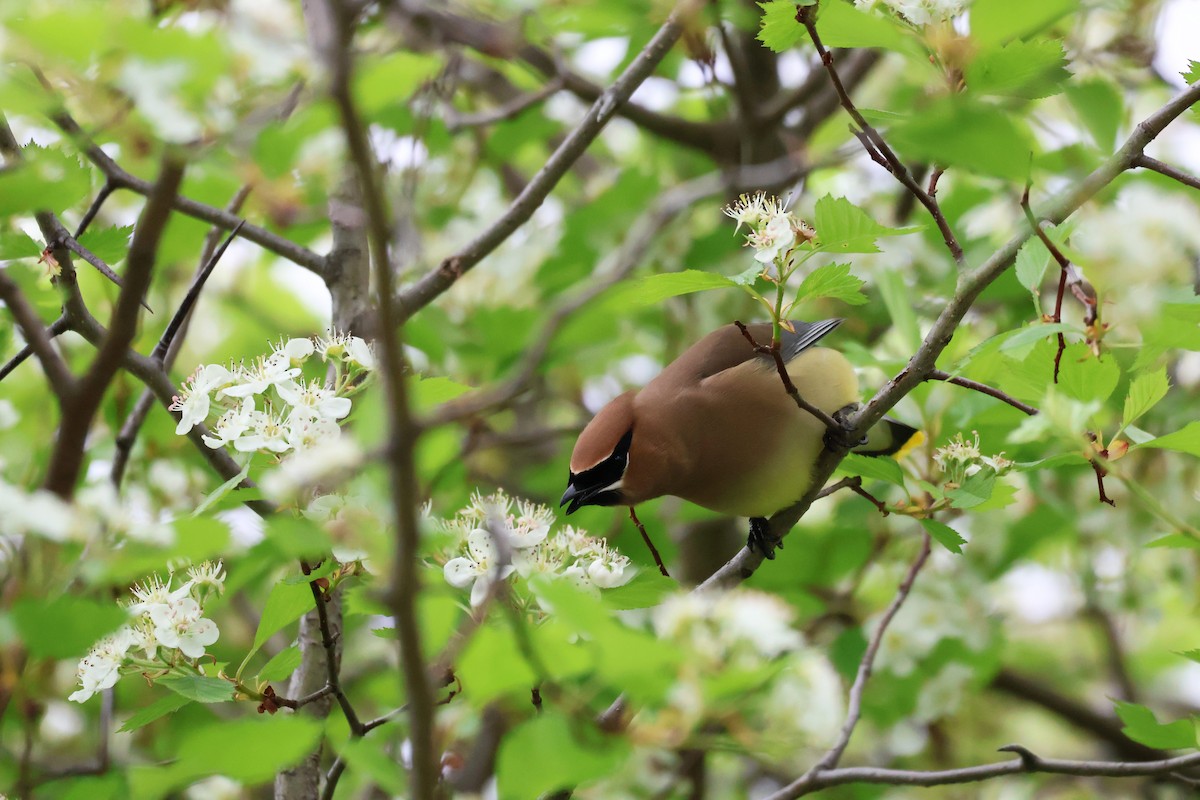 Cedar Waxwing - ML636850257