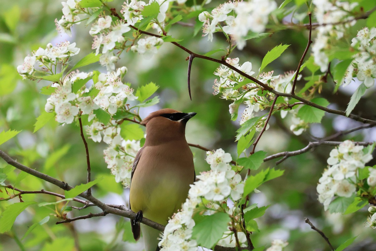 Cedar Waxwing - ML636850258