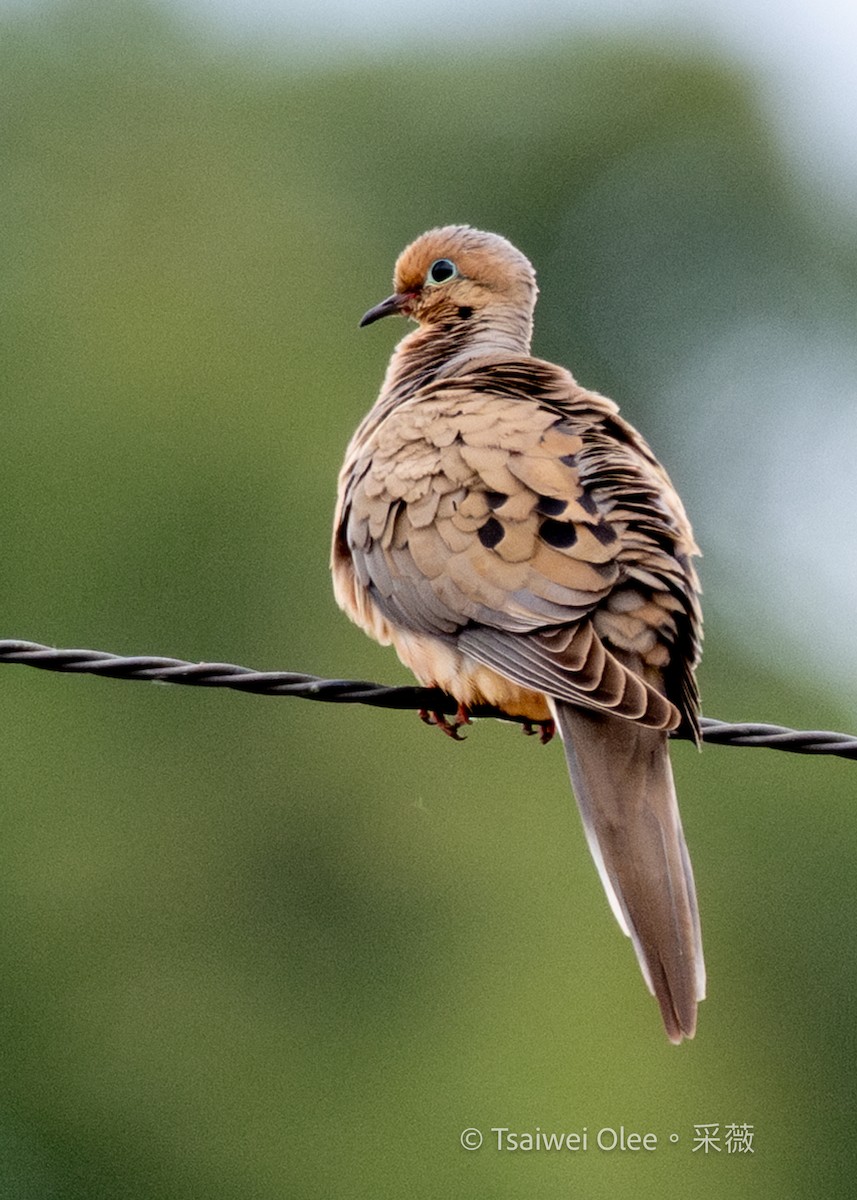 Mourning Dove - ML636850393