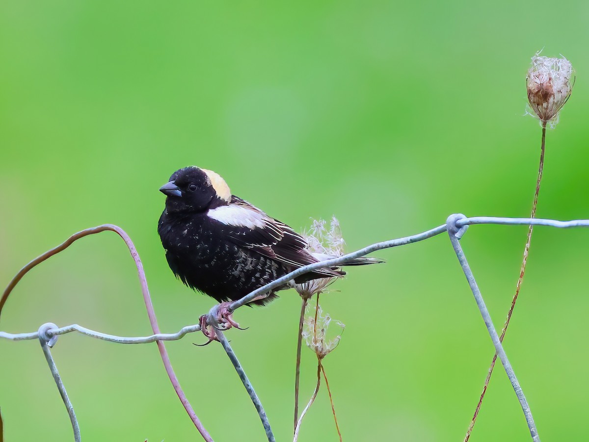 Bobolink - ML636850406