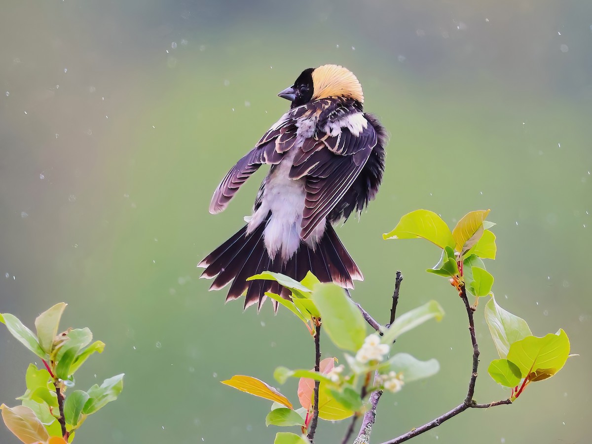 Bobolink - ML636850407