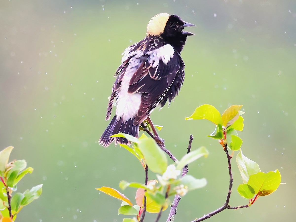 Bobolink - ML636850408