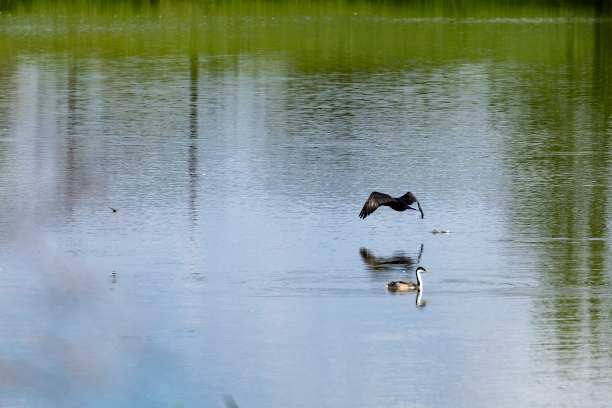 Western Grebe - ML636850423