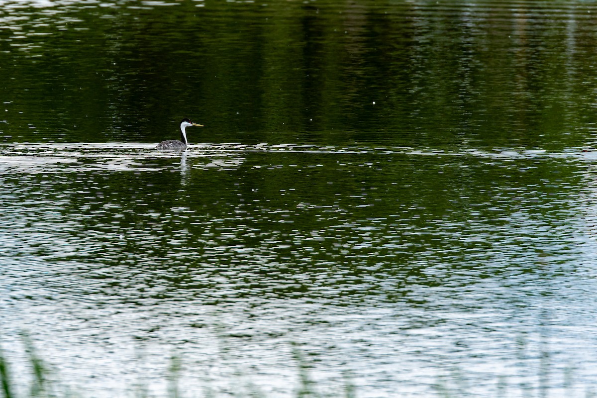Western Grebe - ML636850425
