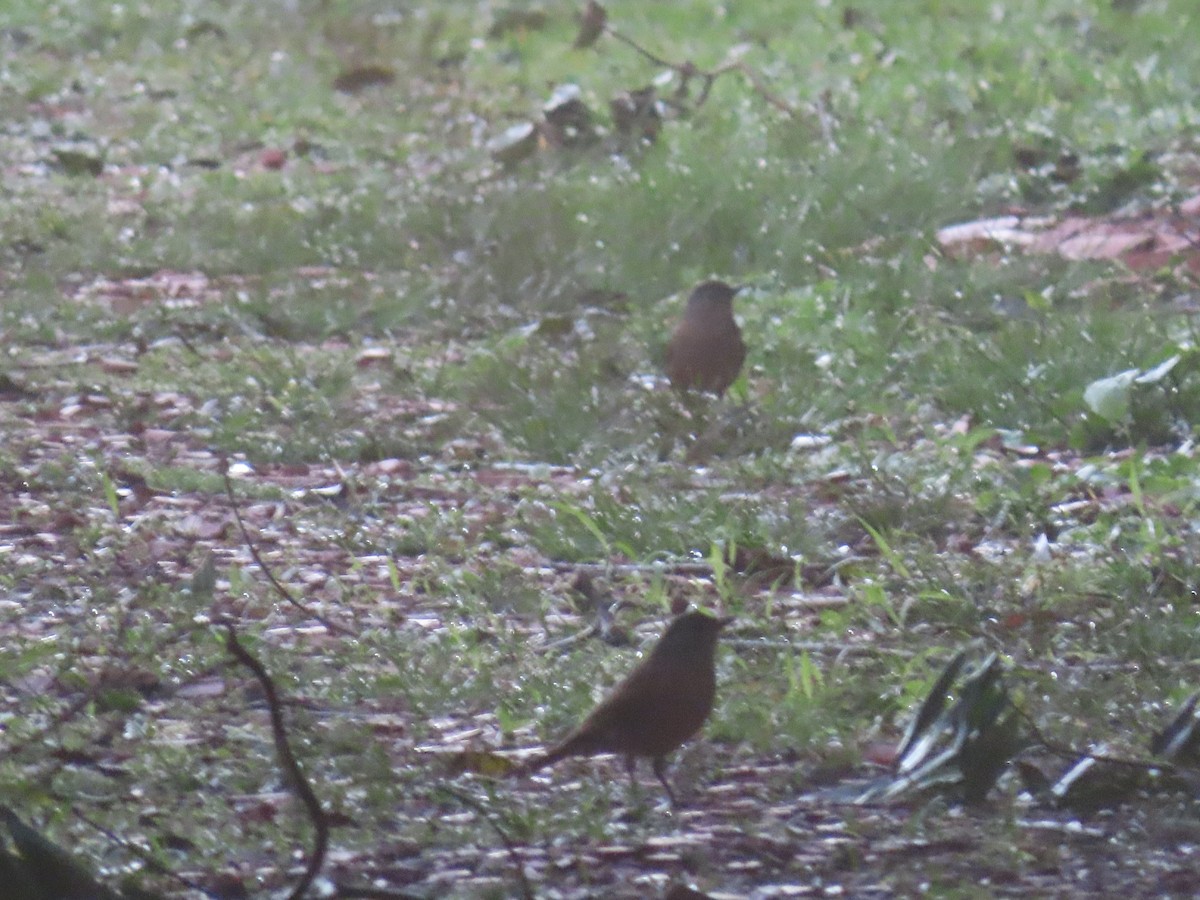 Pale-breasted Thrush - ML636850438