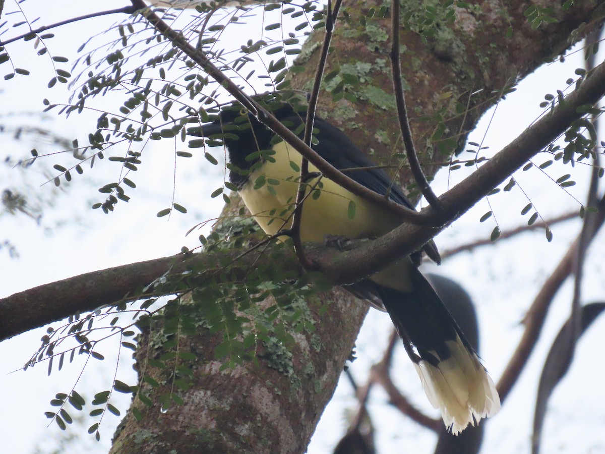 Plush-crested Jay - ML636850456