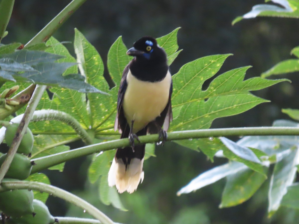 Plush-crested Jay - ML636850457
