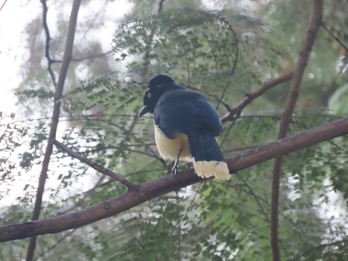 Plush-crested Jay - ML636850458