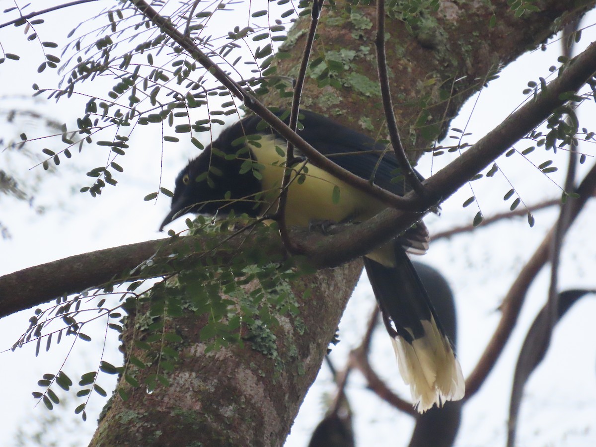 Plush-crested Jay - ML636850459