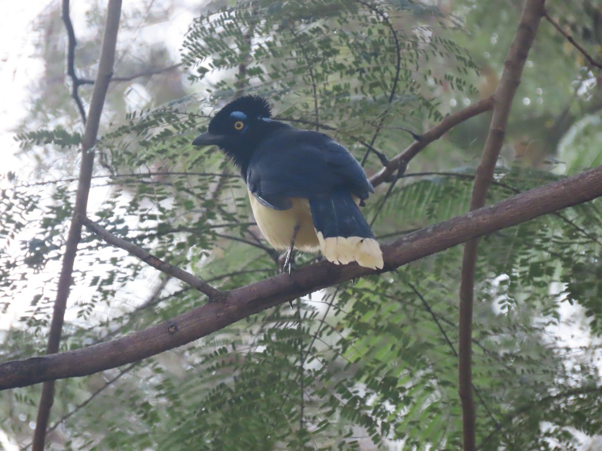 Plush-crested Jay - ML636850460