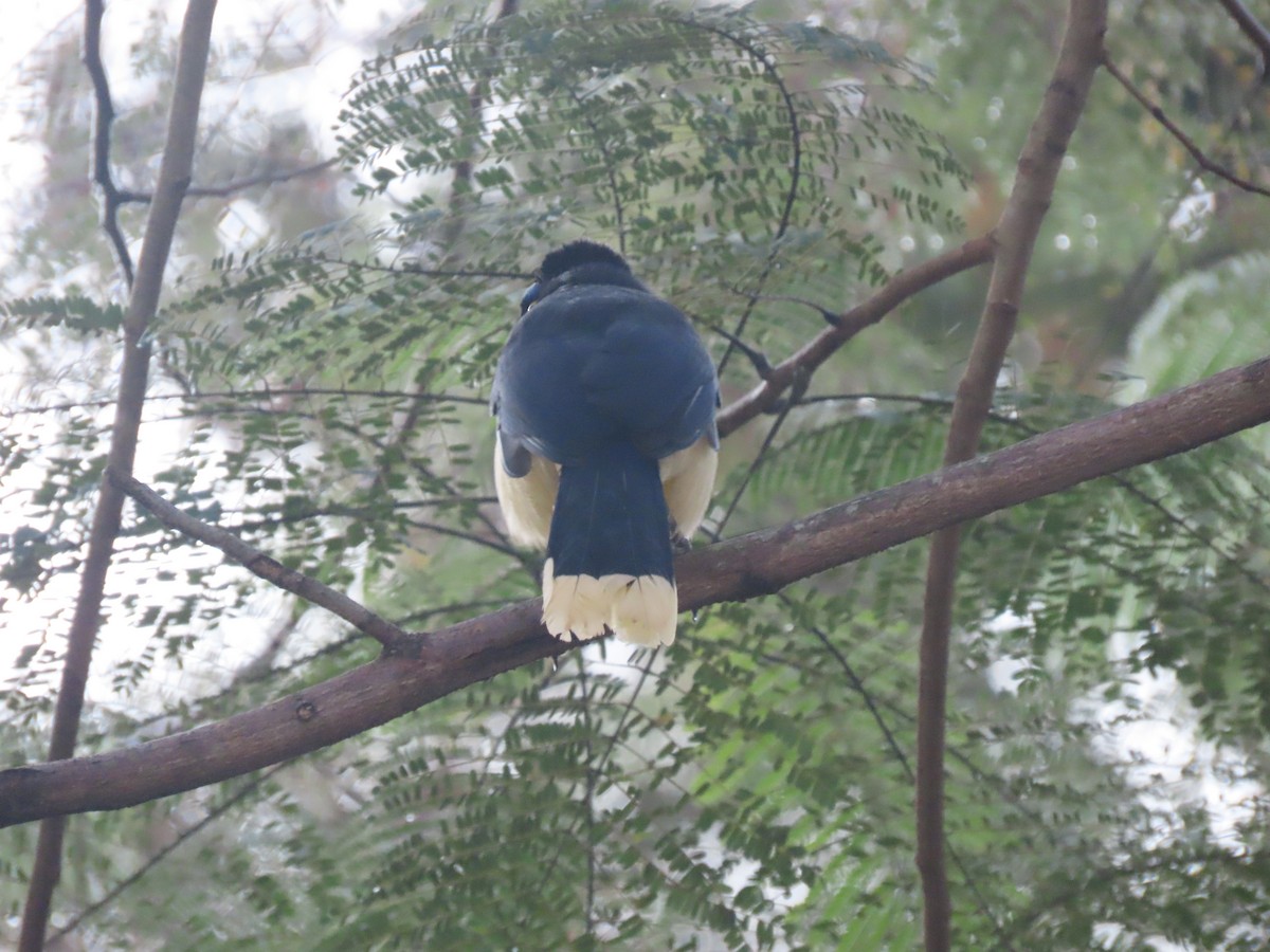 Plush-crested Jay - ML636850461