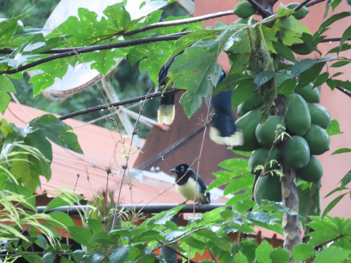 Plush-crested Jay - ML636850462