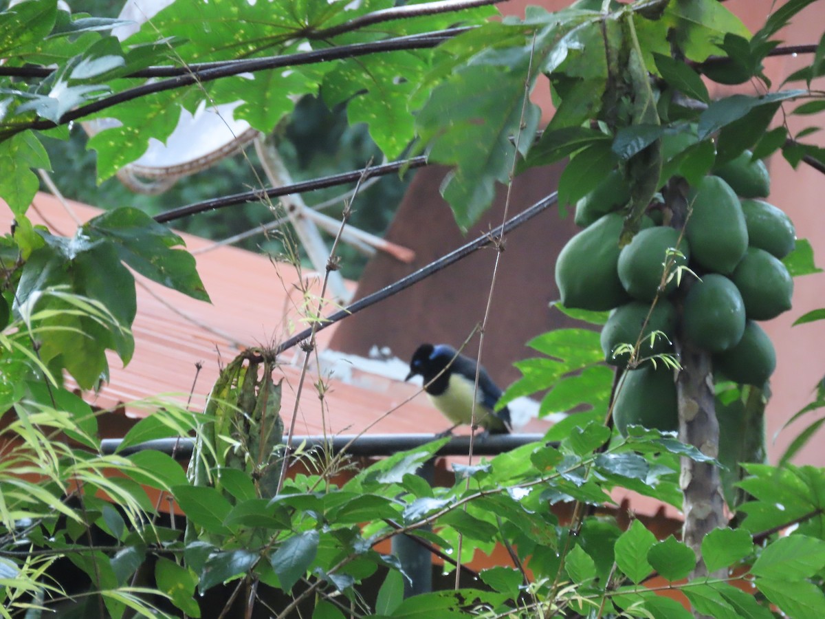 Plush-crested Jay - ML636850463