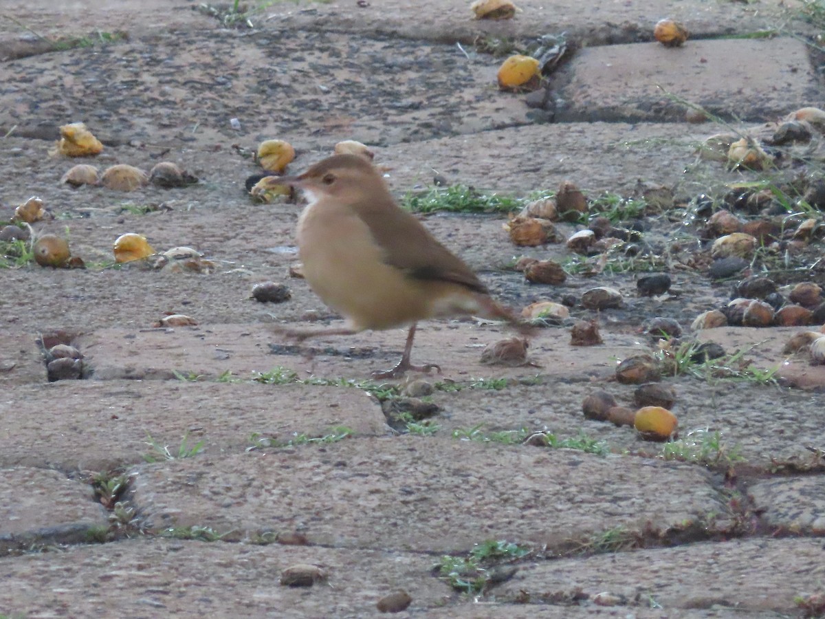 Rufous Hornero - ML636850475
