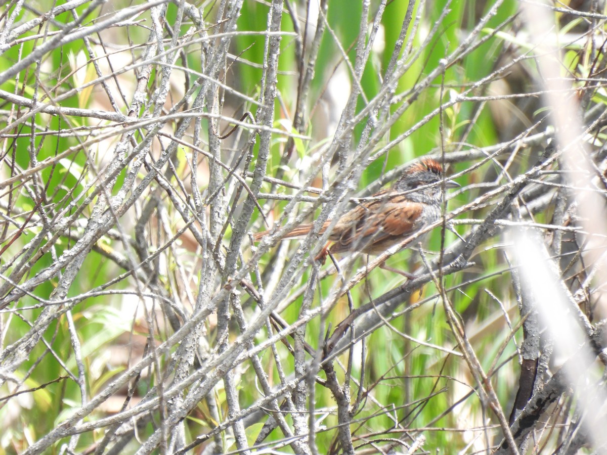 Swamp Sparrow - ML636850478