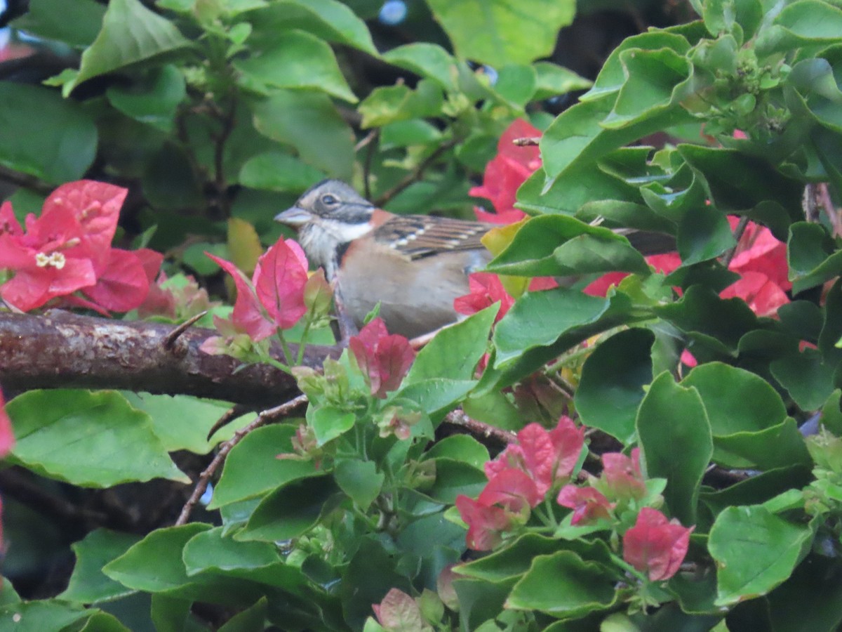 Rufous-collared Sparrow - ML636850486