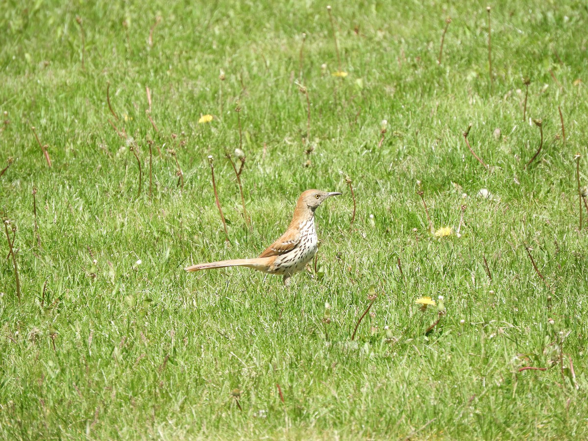 Brown Thrasher - ML636850536