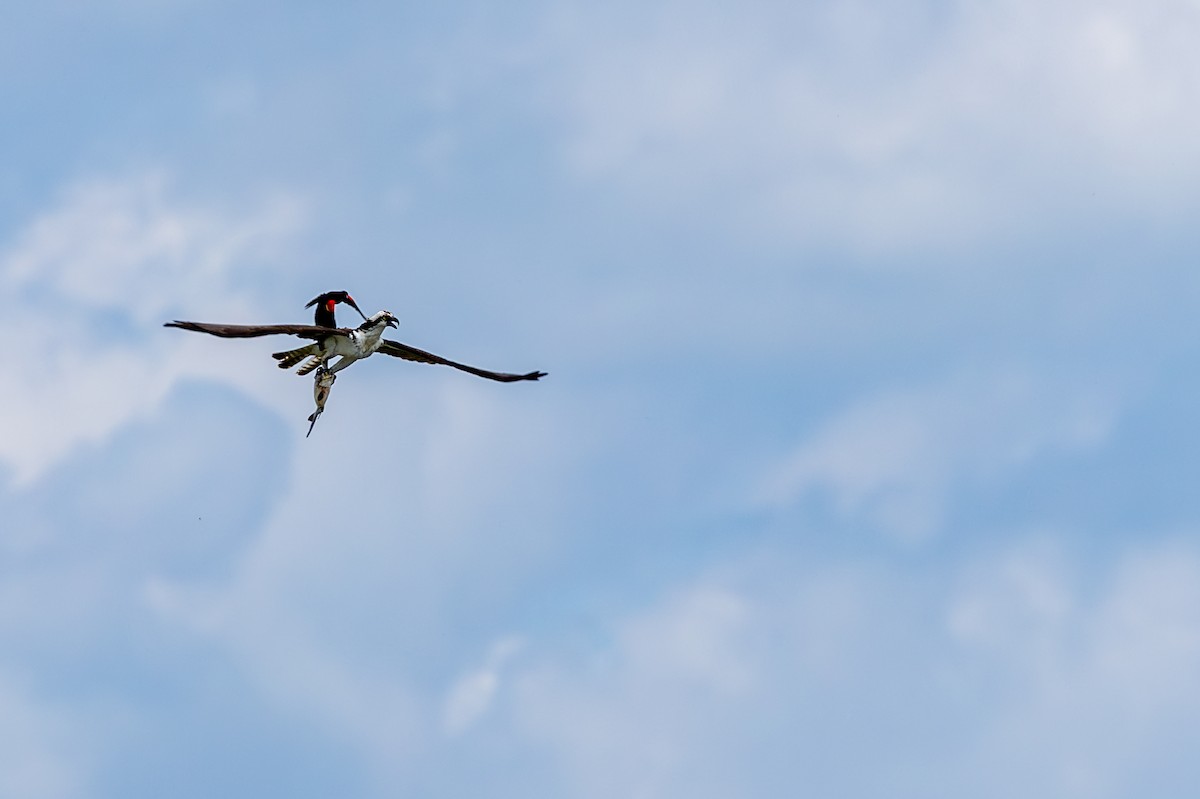 Osprey - ML636850561